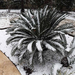 Sago Palm Tree