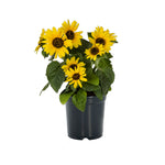 Sunfinity' Sunflower