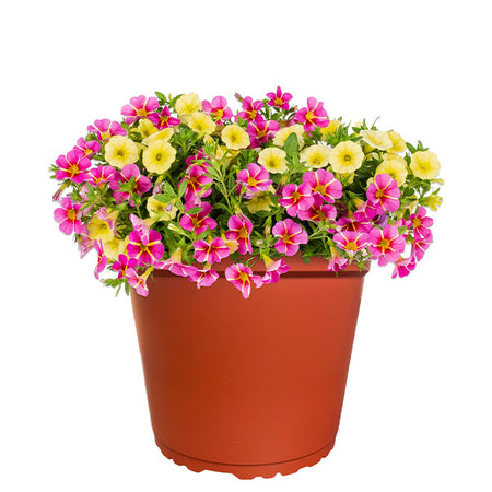 MixMasters™ Tea Party Calibrachoa