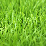 TurboTurf™ Perennial Ryegrass Seed