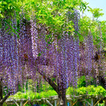 Purple Wisteria Tree