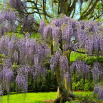 Purple Wisteria Tree
